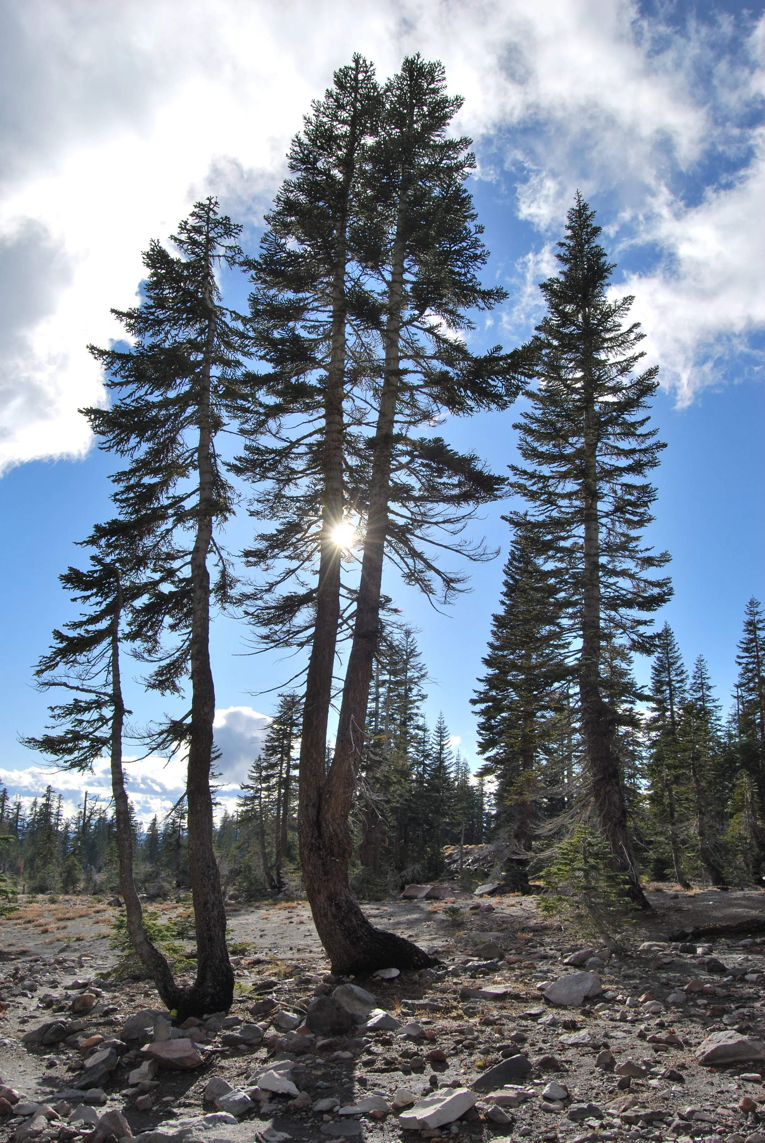 ART & NATURE Art & Nature Talk at the Bioregional Ecology Center Harvest Dinner, October 28th, 2017 Bioregional Ecology Center , Mt. Shasta, California