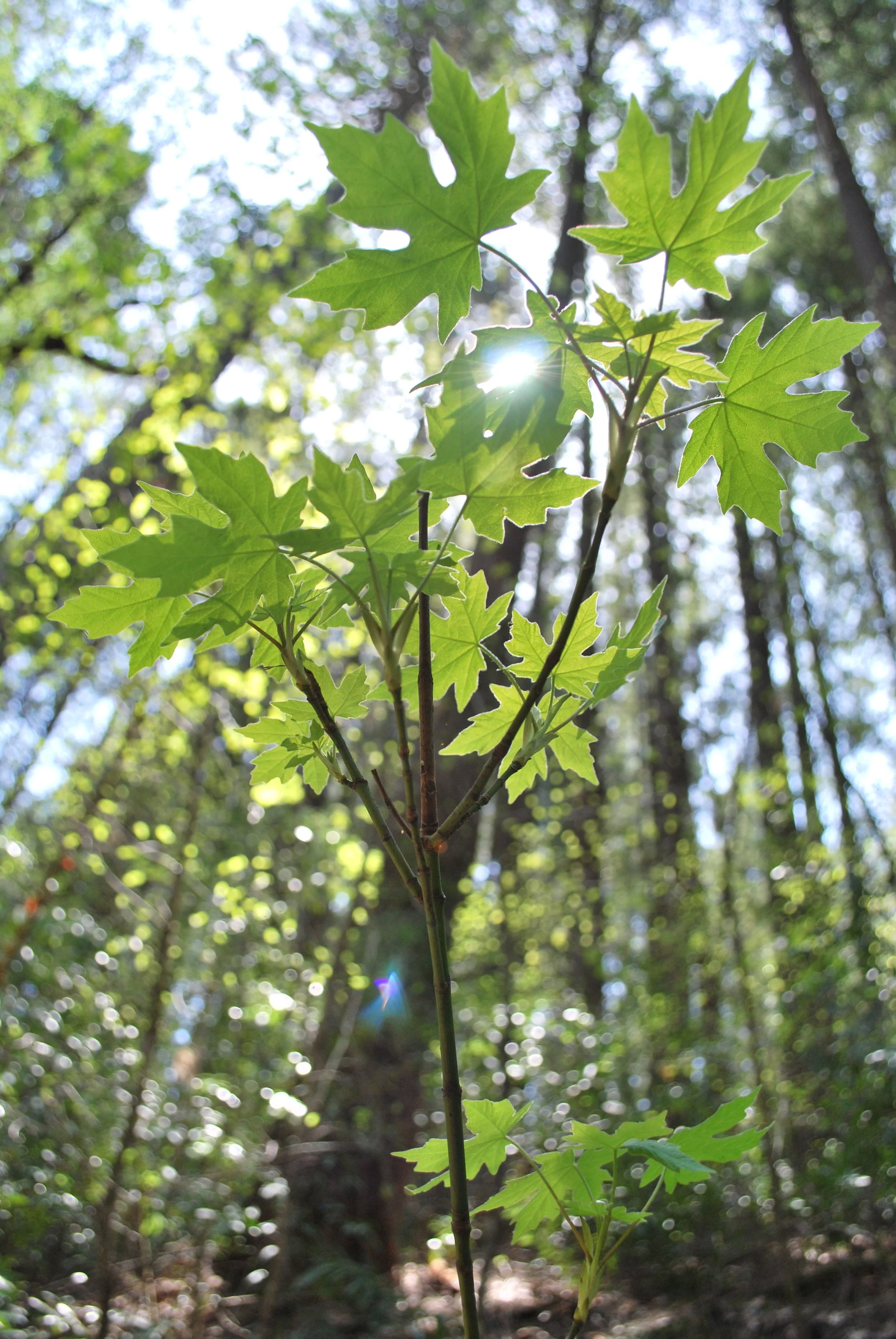 DSC_0077.jpg