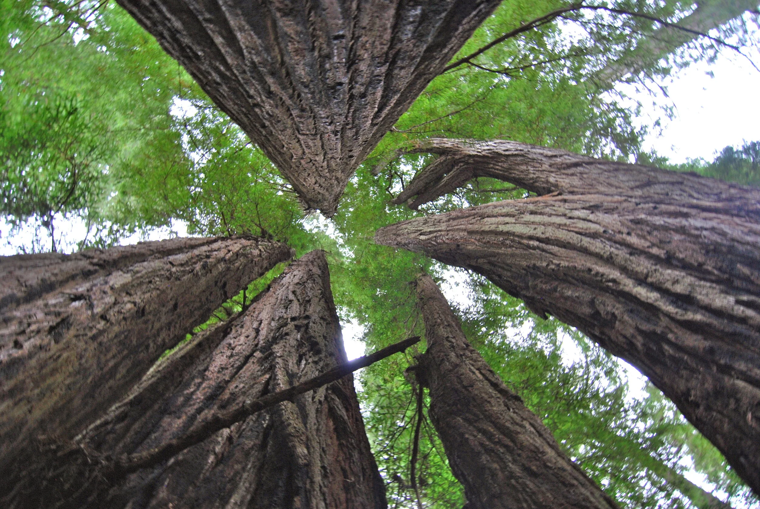 Learning the Language of Nature