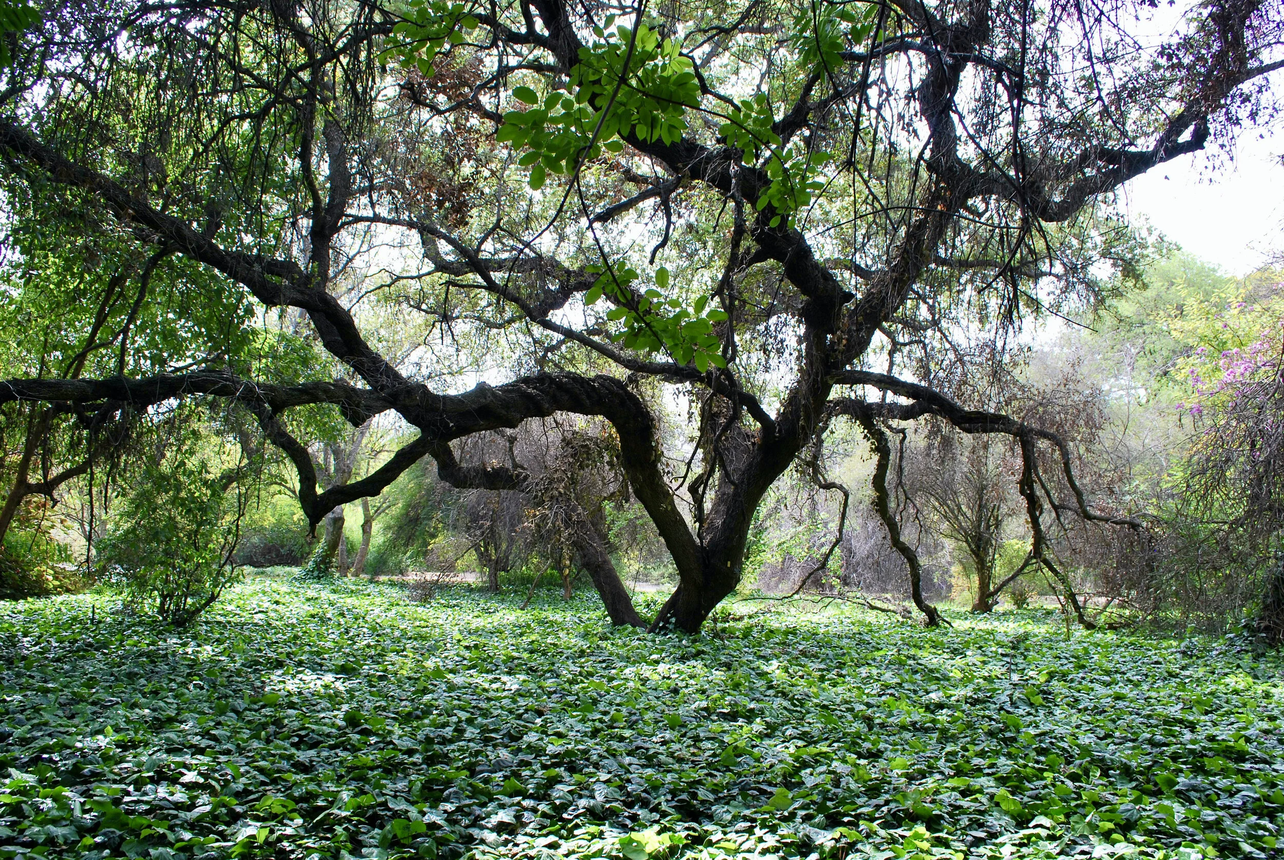 FAVORITE THINGS, TREES