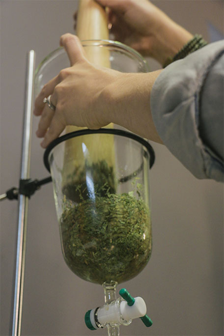 Herbs in a percolation cone