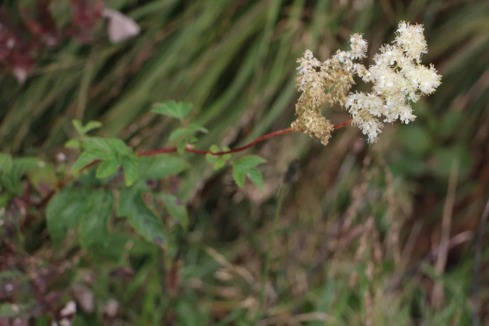 Meadowsweet (Filipendula ulmaria)