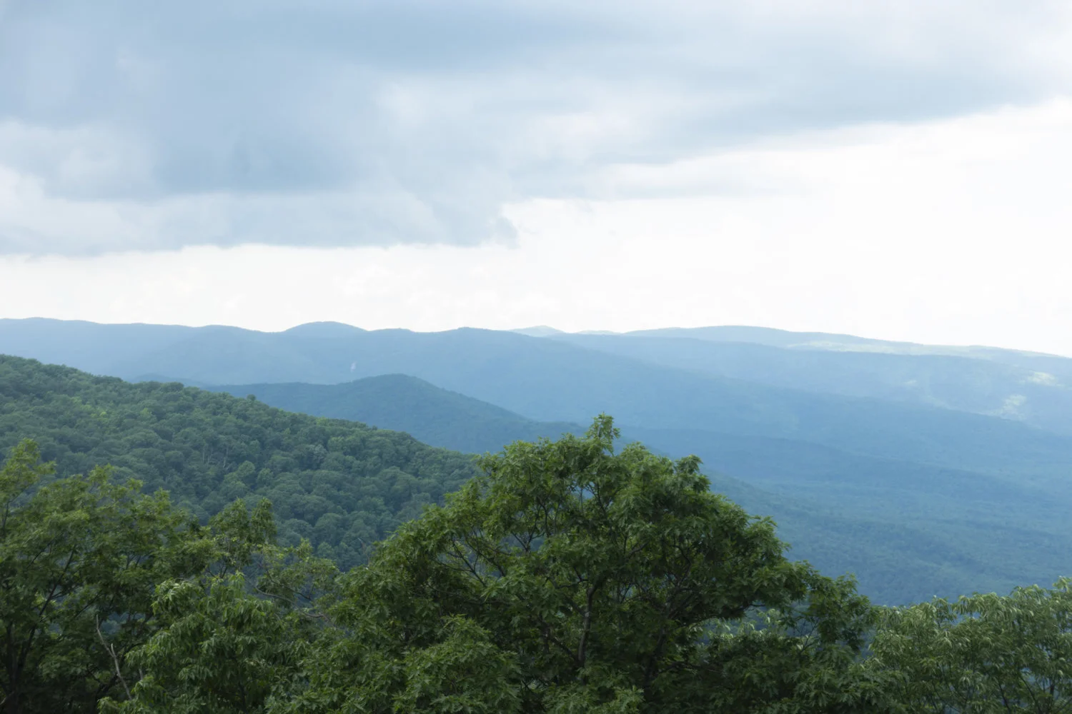 Wintergreen_5.jpg