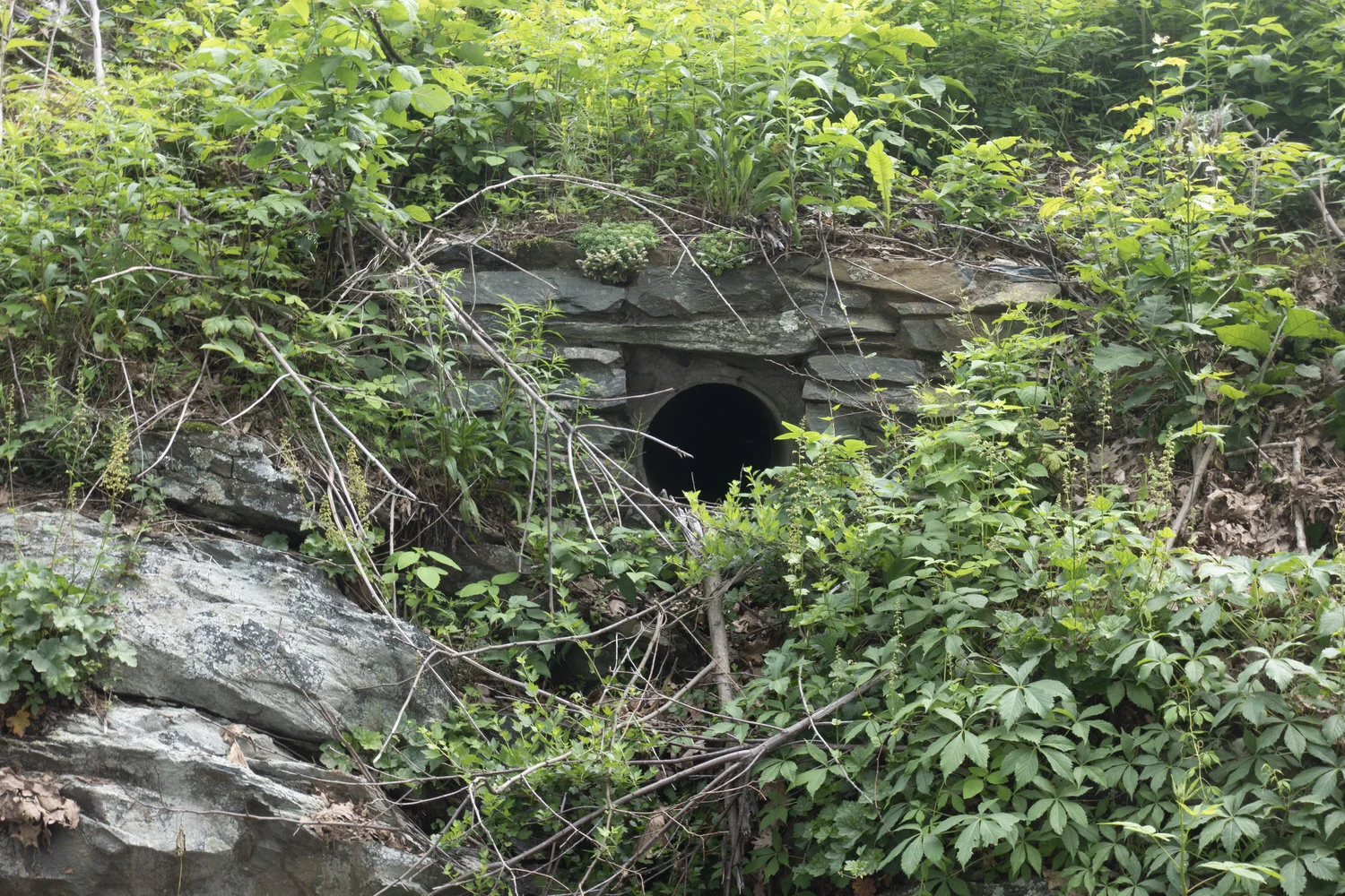 Wintergreen_7.jpg