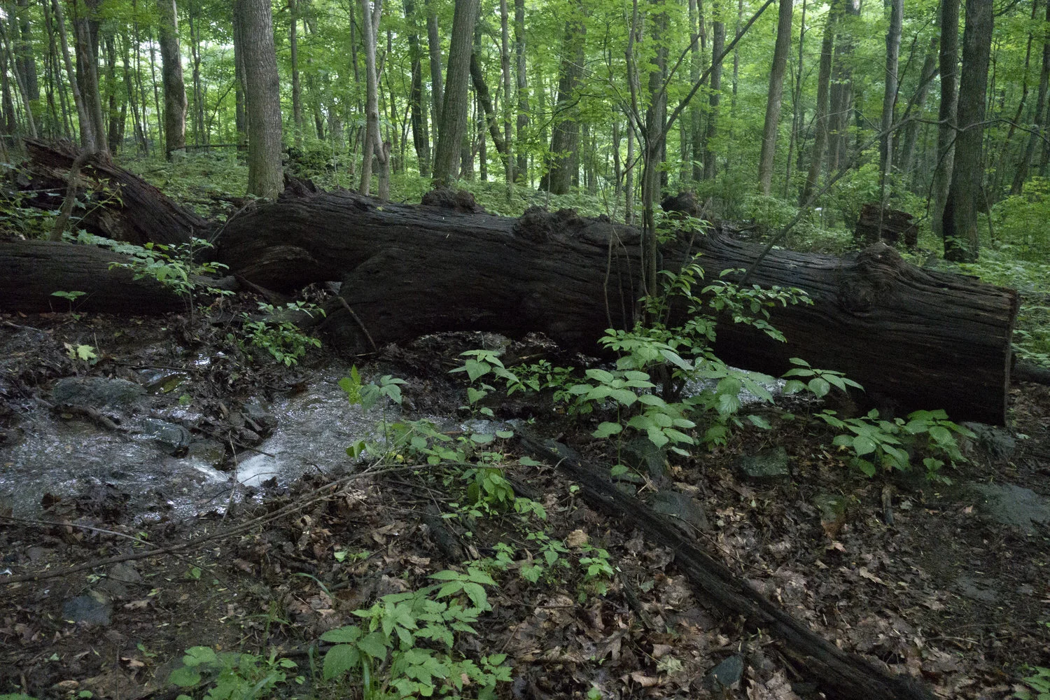 Wintergreen_12.jpg