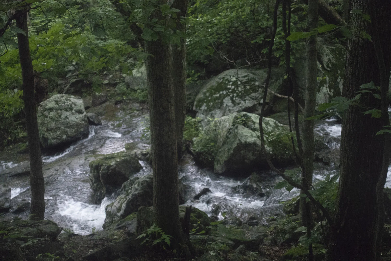 Wintergreen_13.jpg