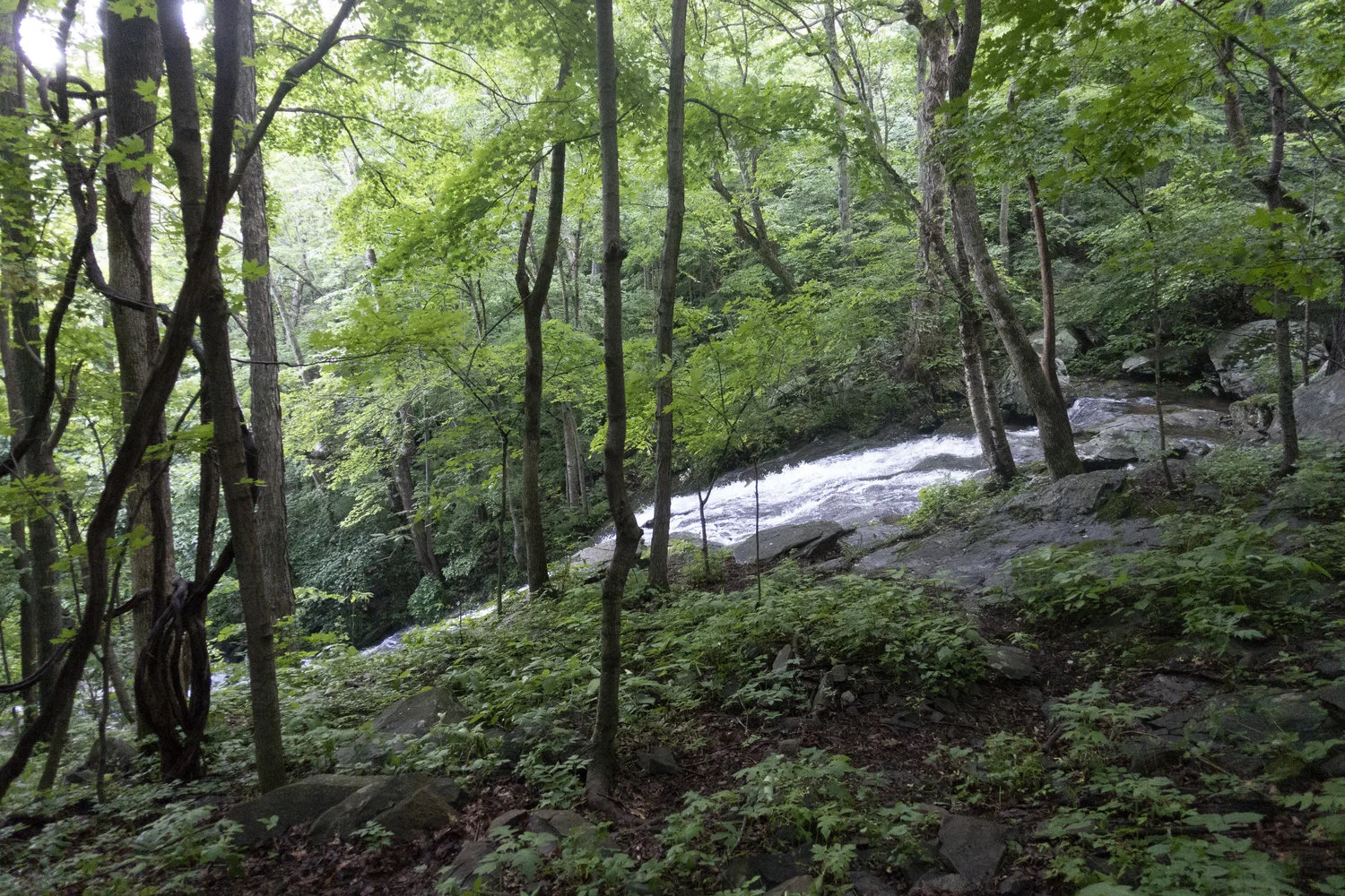 Wintergreen_14.jpg