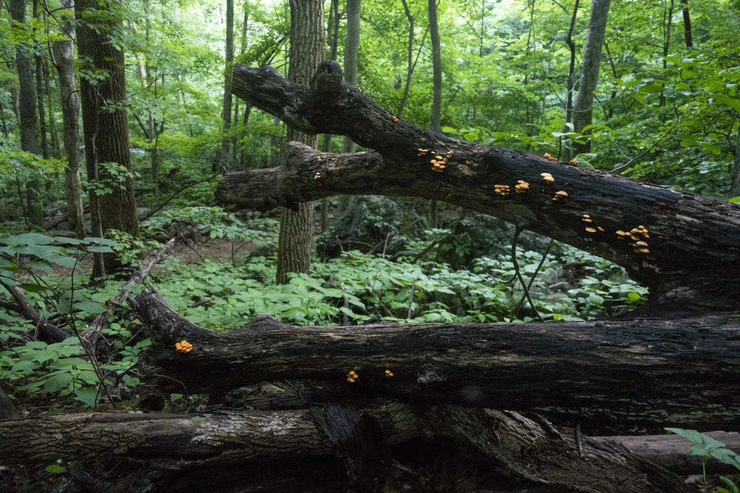 Wintergreen_16.jpg