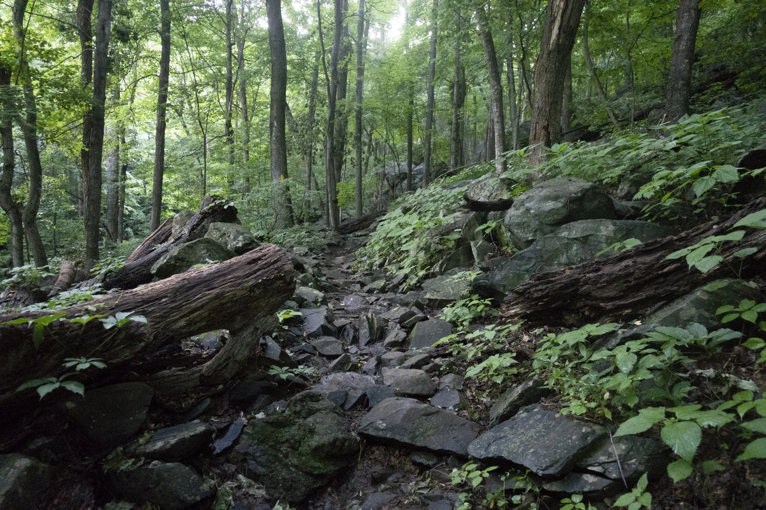 Wintergreen_17.jpg