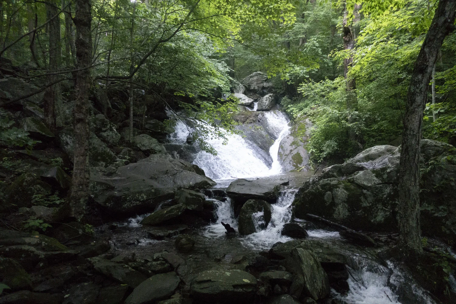 Wintergreen_19.jpg