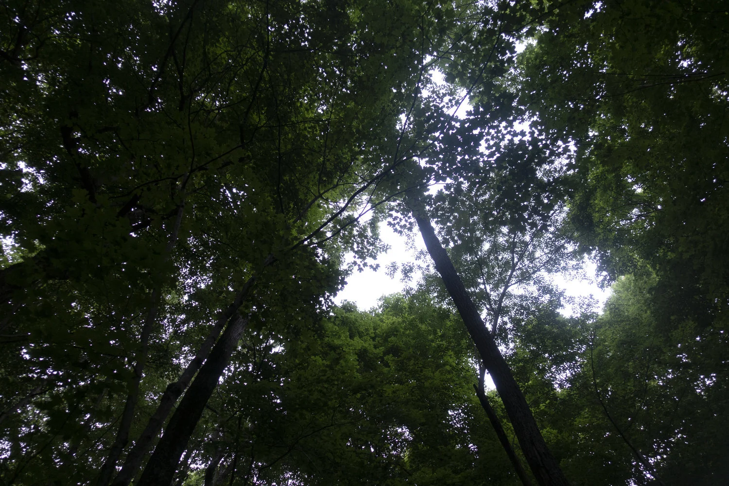 Wintergreen_21.jpg
