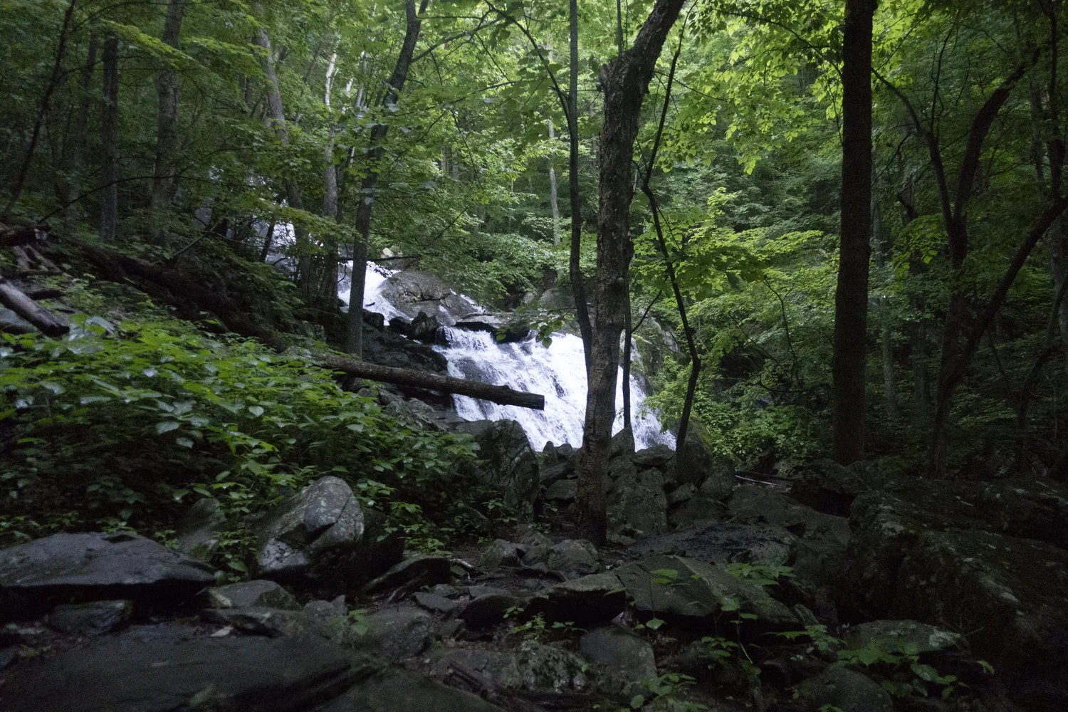 Wintergreen_22.jpg
