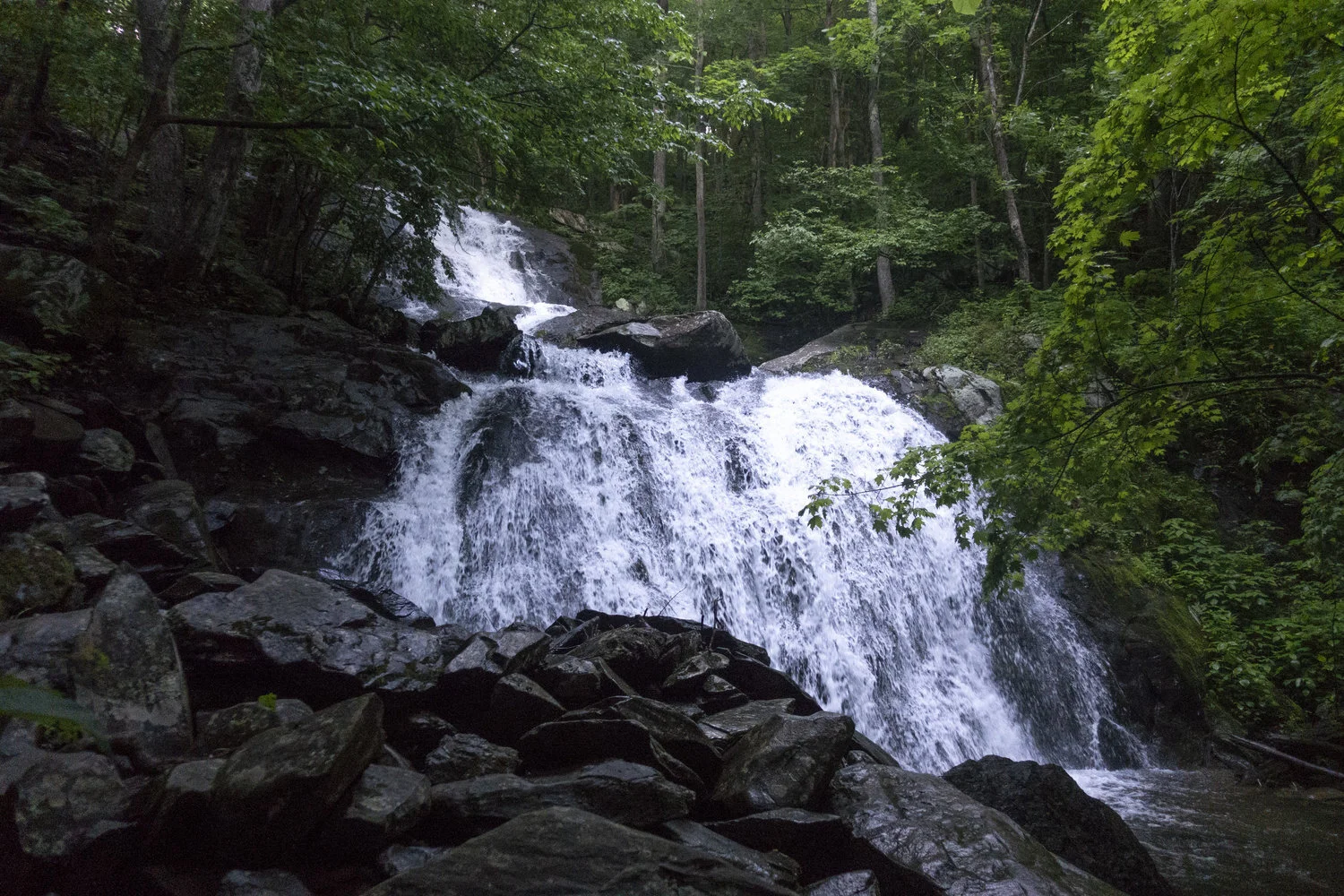 Wintergreen_23.jpg