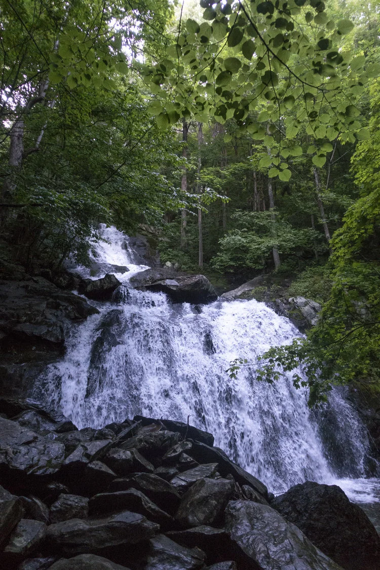 Wintergreen_24.jpg