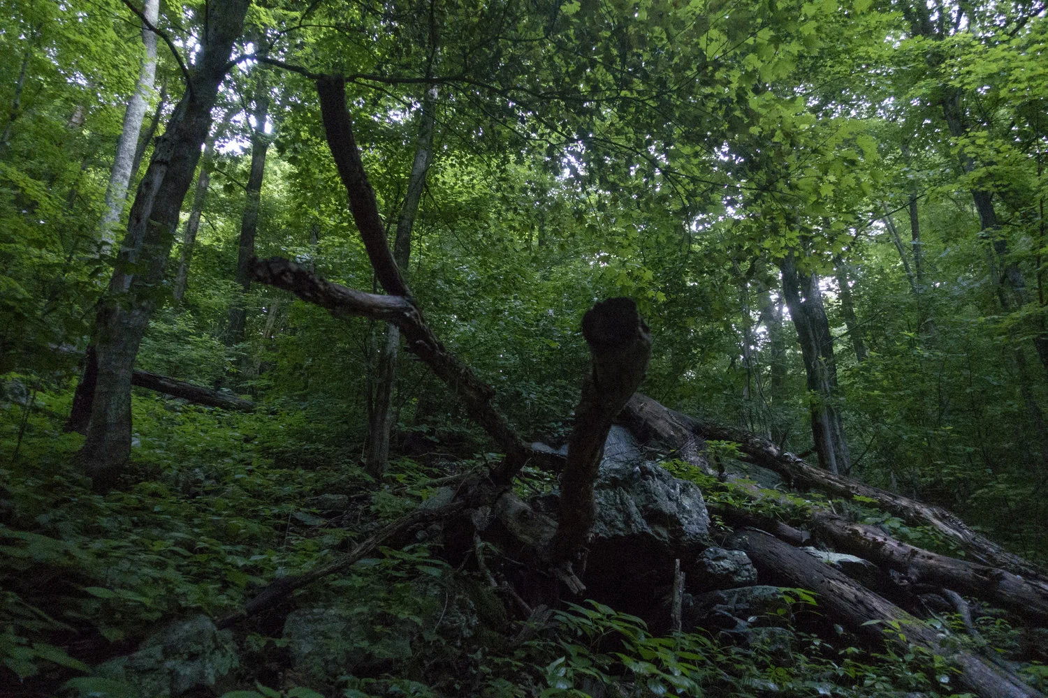 Wintergreen_25.jpg