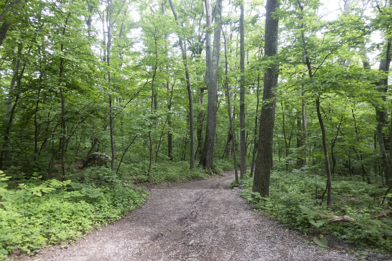Wintergreen_28.jpg