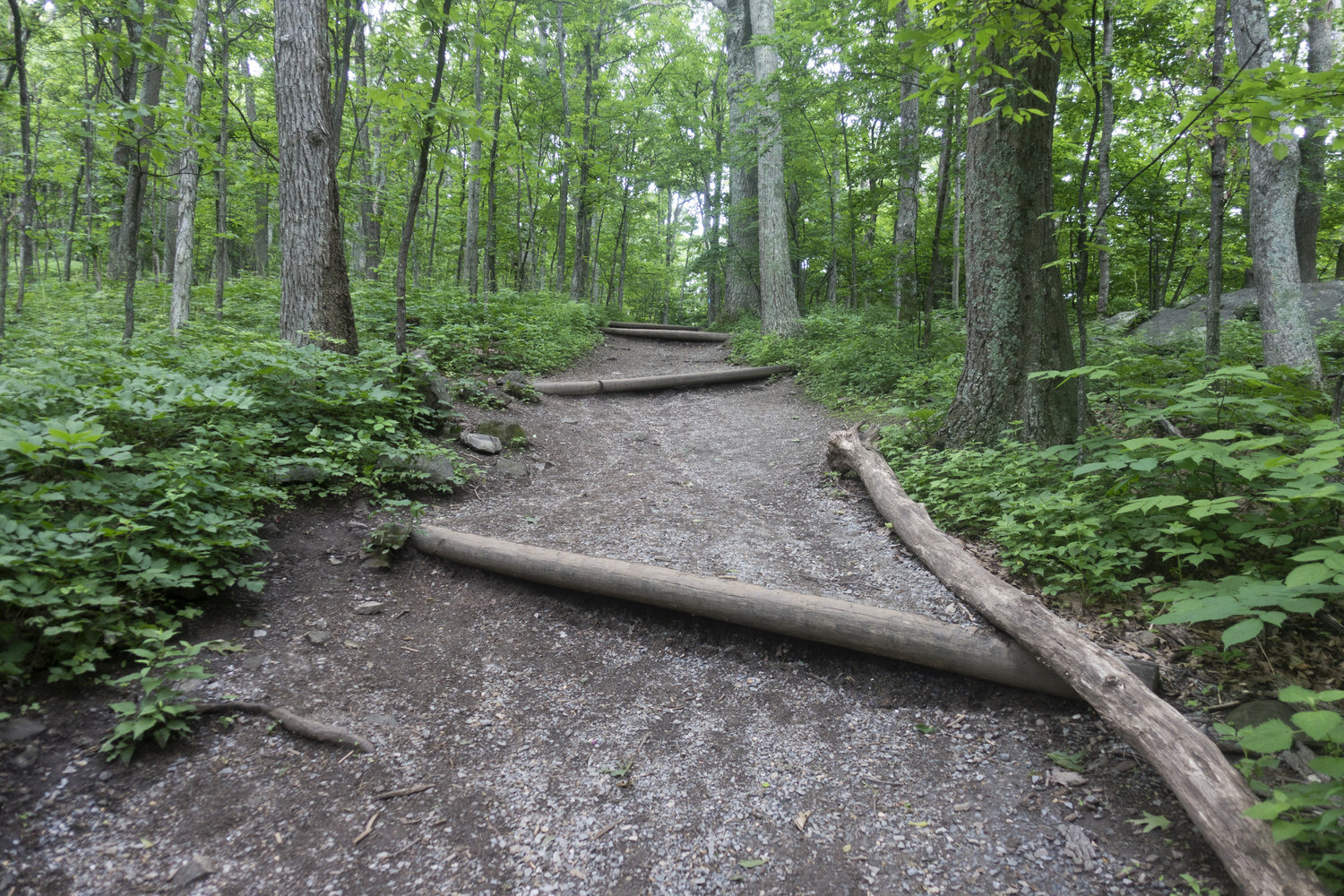Wintergreen_29.jpg