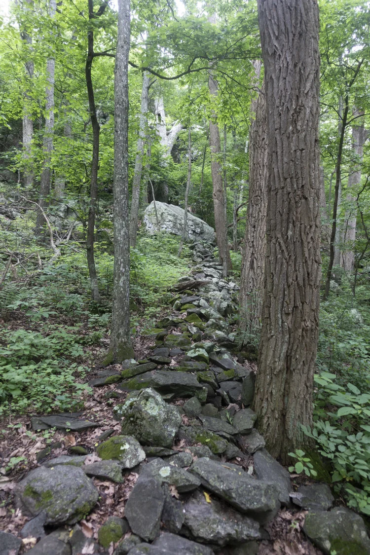 Wintergreen_34.jpg
