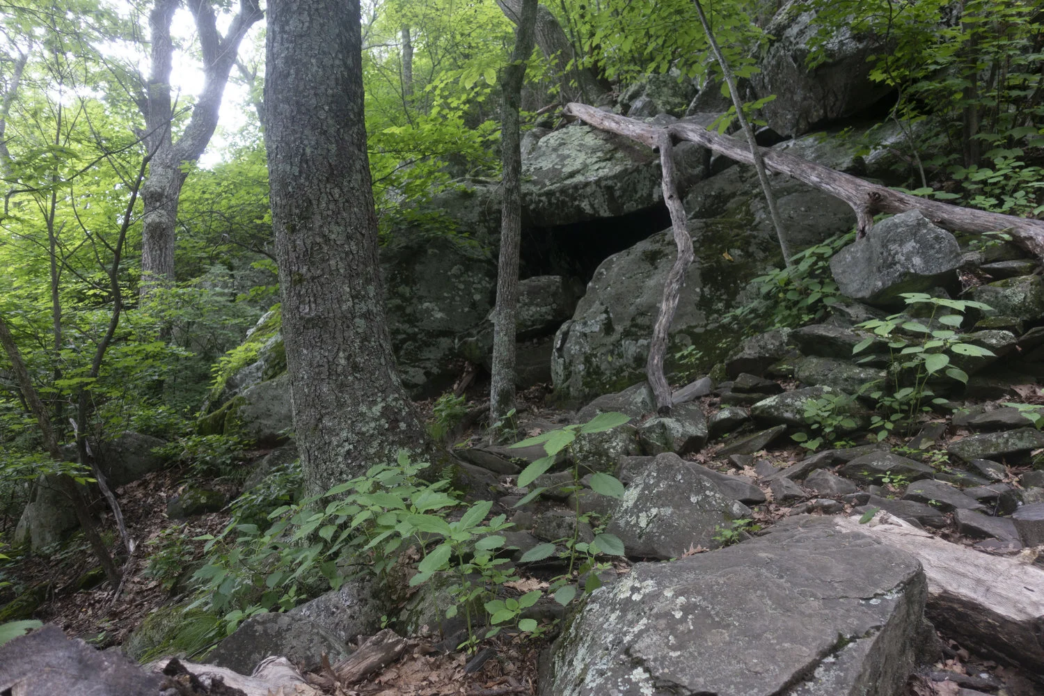 Wintergreen_35.jpg