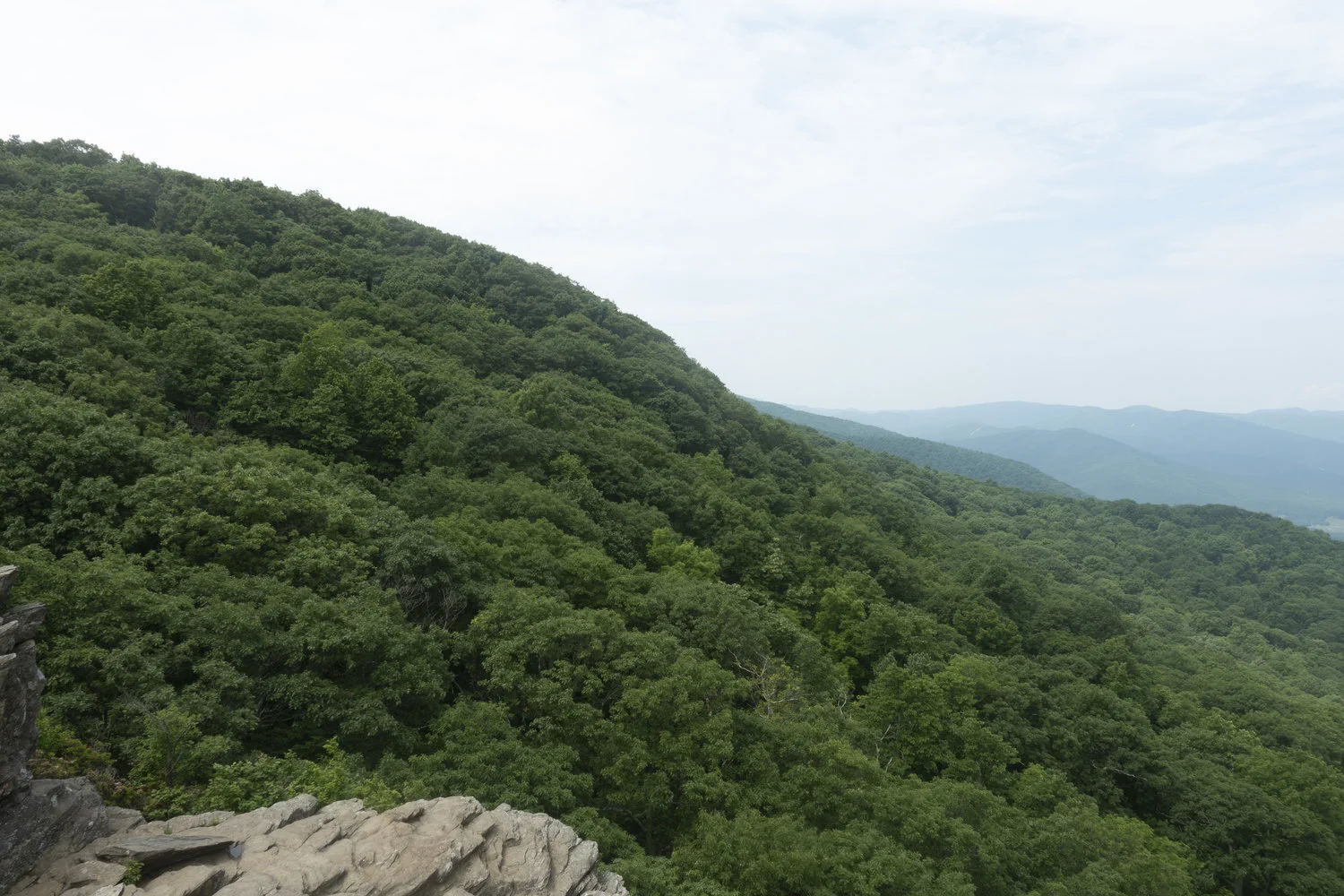Wintergreen_38.jpg