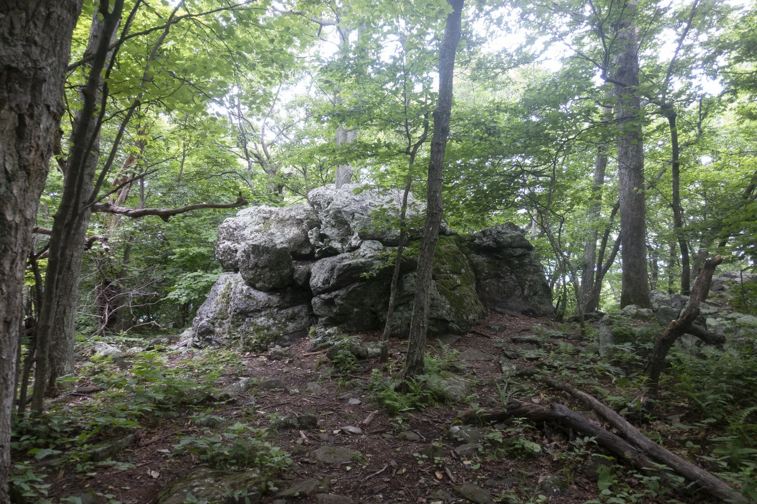 Wintergreen_37.jpg