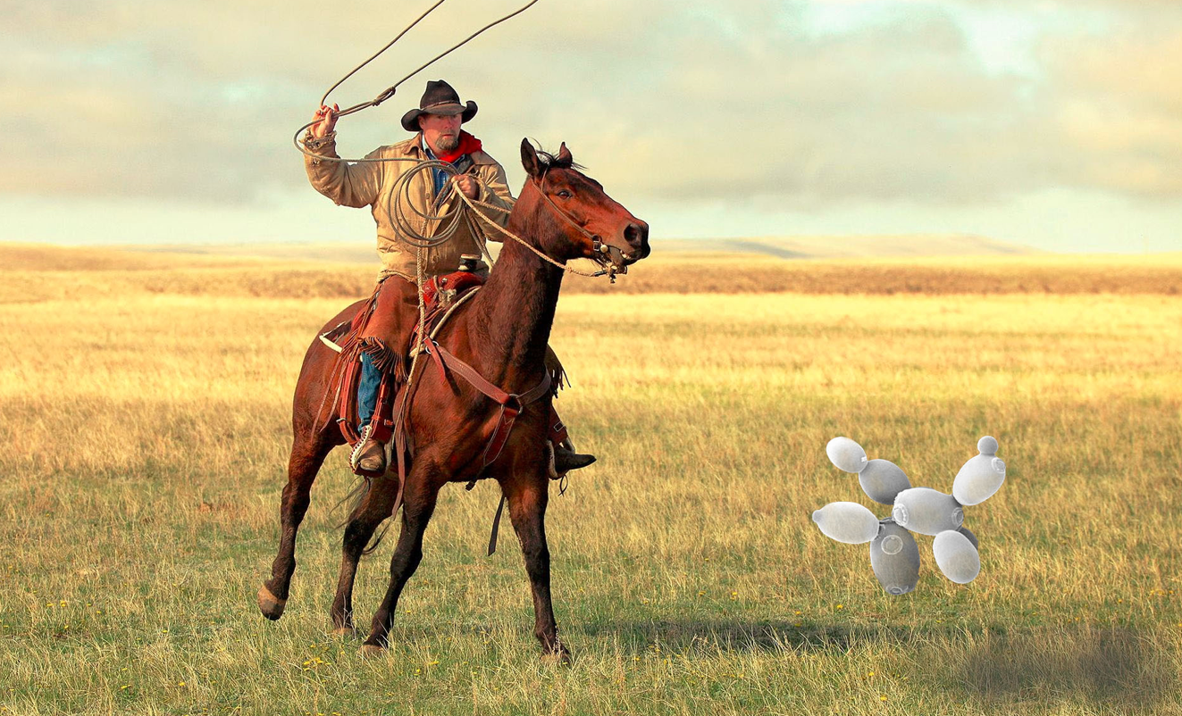 Putting wild yeast to work