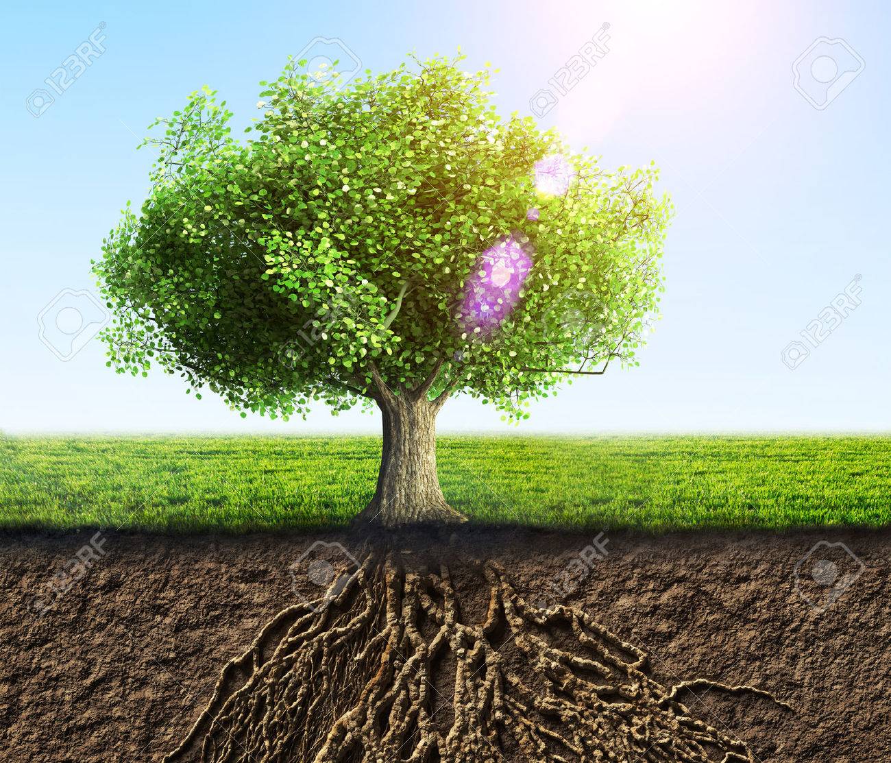 35362381-tree-with-roots-and-soil.jpg