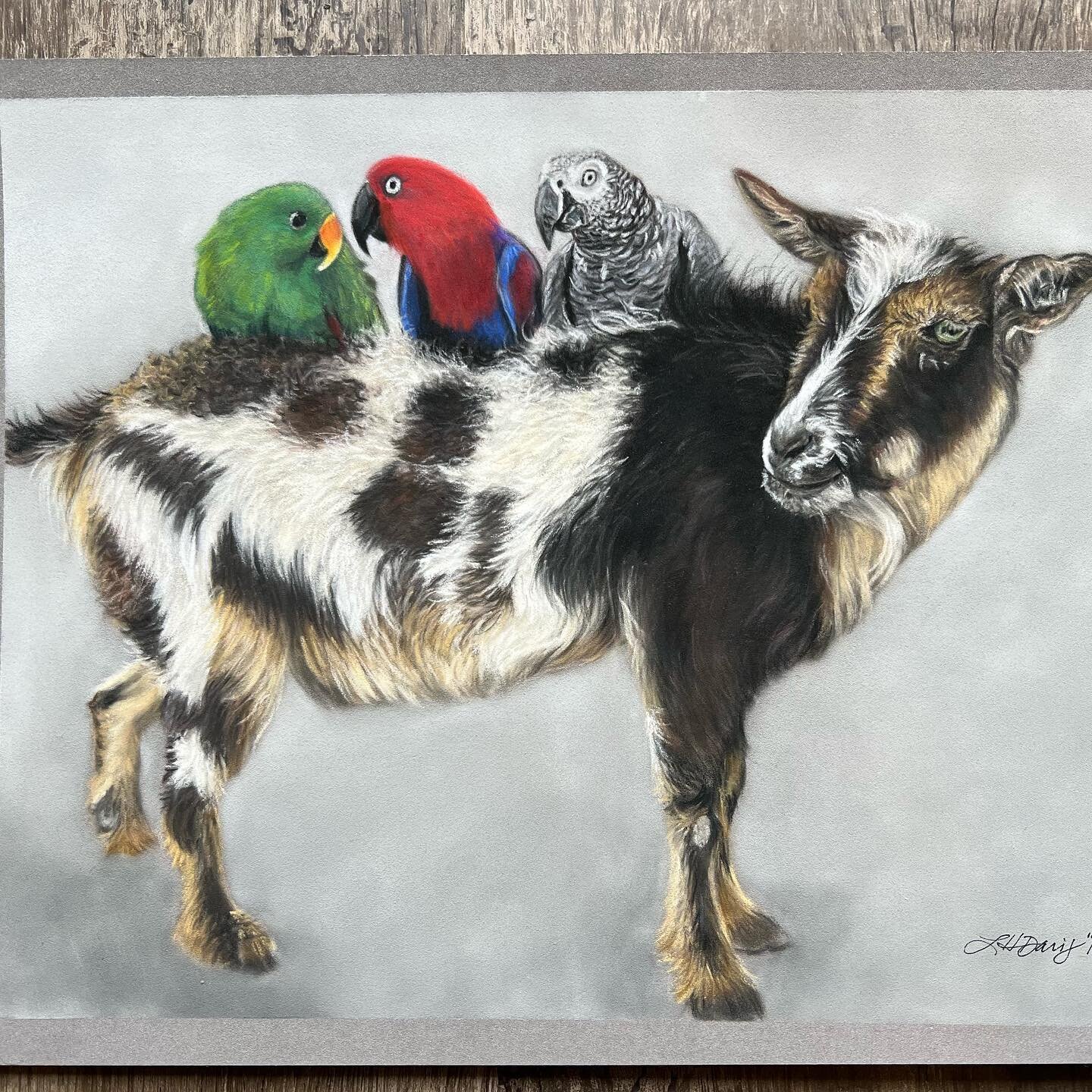 I got to surprise my sweet friend @ryan_may94 with an early Christmas gift of his OG feathered trio! From left to right - Riley, Lola, and Christian Grey all aboard Adele the goat! Ryan and his partner Nick of @hunterbrook_farms have quite the menage