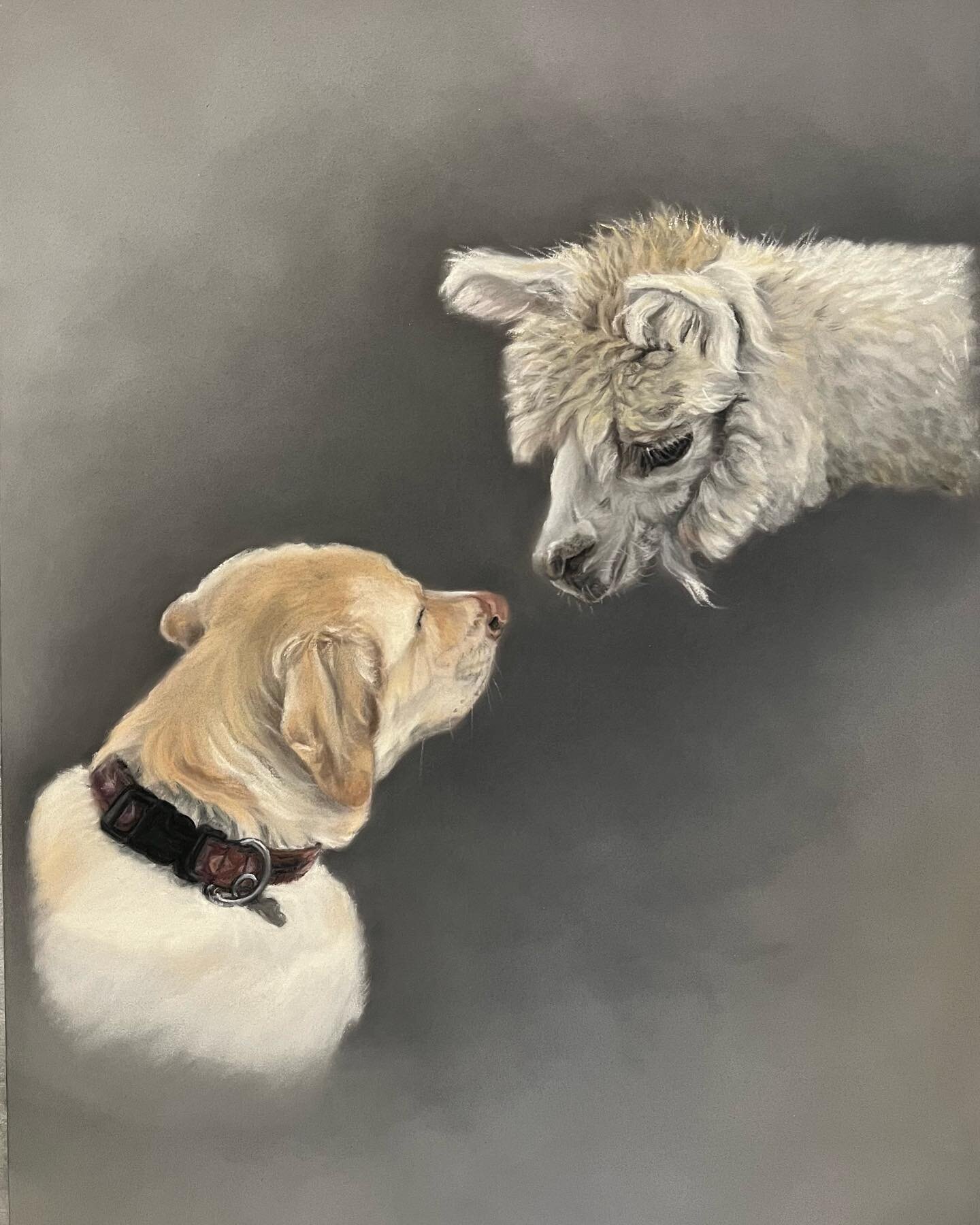 Another commission from the holidays 🥰. &ldquo;Sophie&rdquo; meeting some new friends at @hunterbrook_farms ❤️ I must admit this one brought tears to my eyes more than once 🥲 
(PS. I now offer Alpaca commissions)

9&rdquo; x 12&rdquo; Pastel on Pas