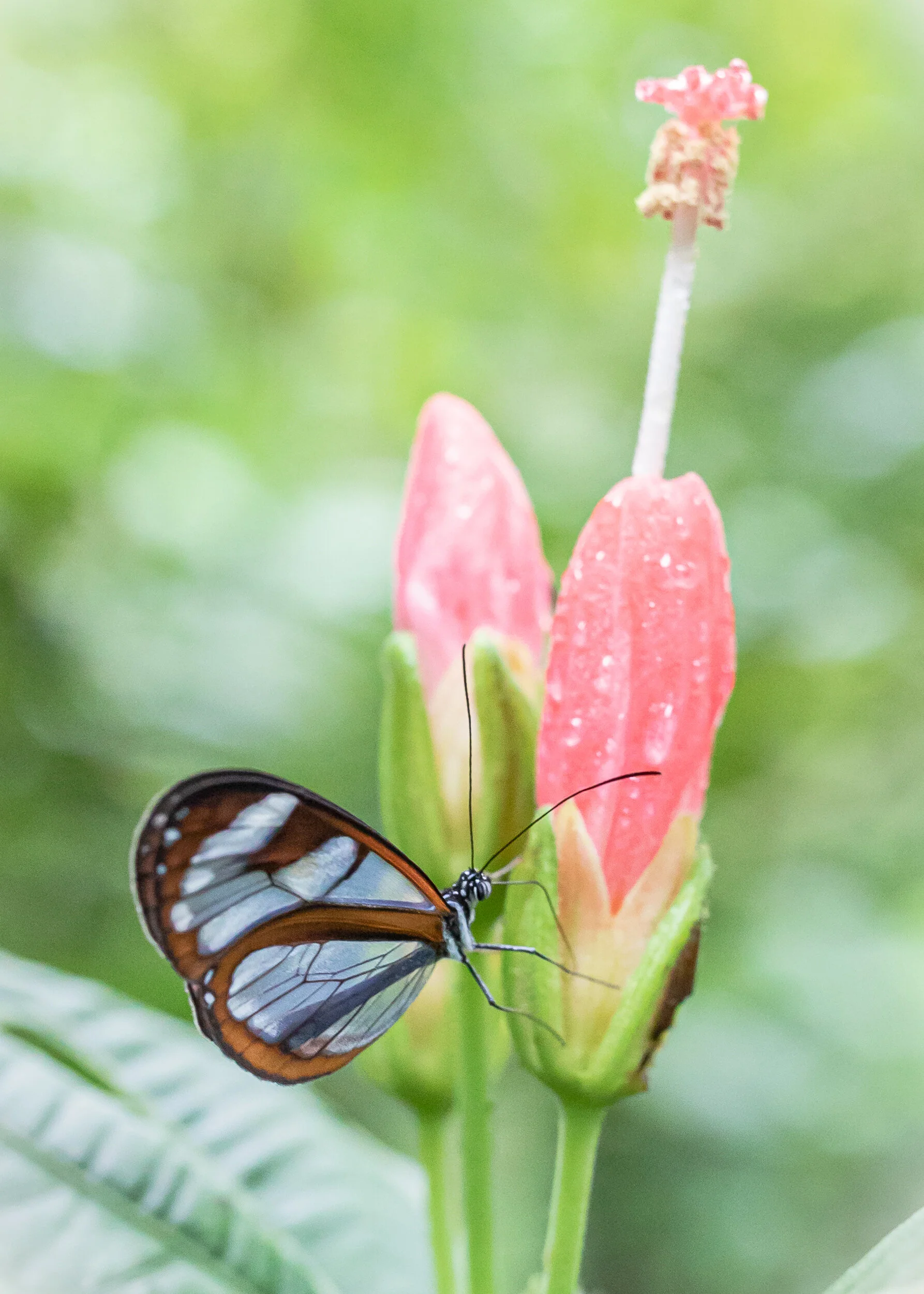 CR_wildlife-15.jpg