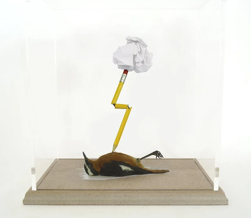 Morgan Polly A Reluctant Mind (Robin-Chat) 2016 Taxidermy Robin-Chat.jpeg