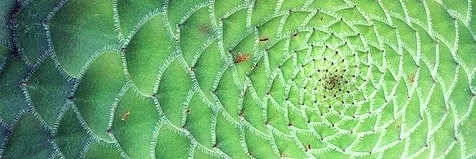 227078-sacred_geometry_applied_large.jpg