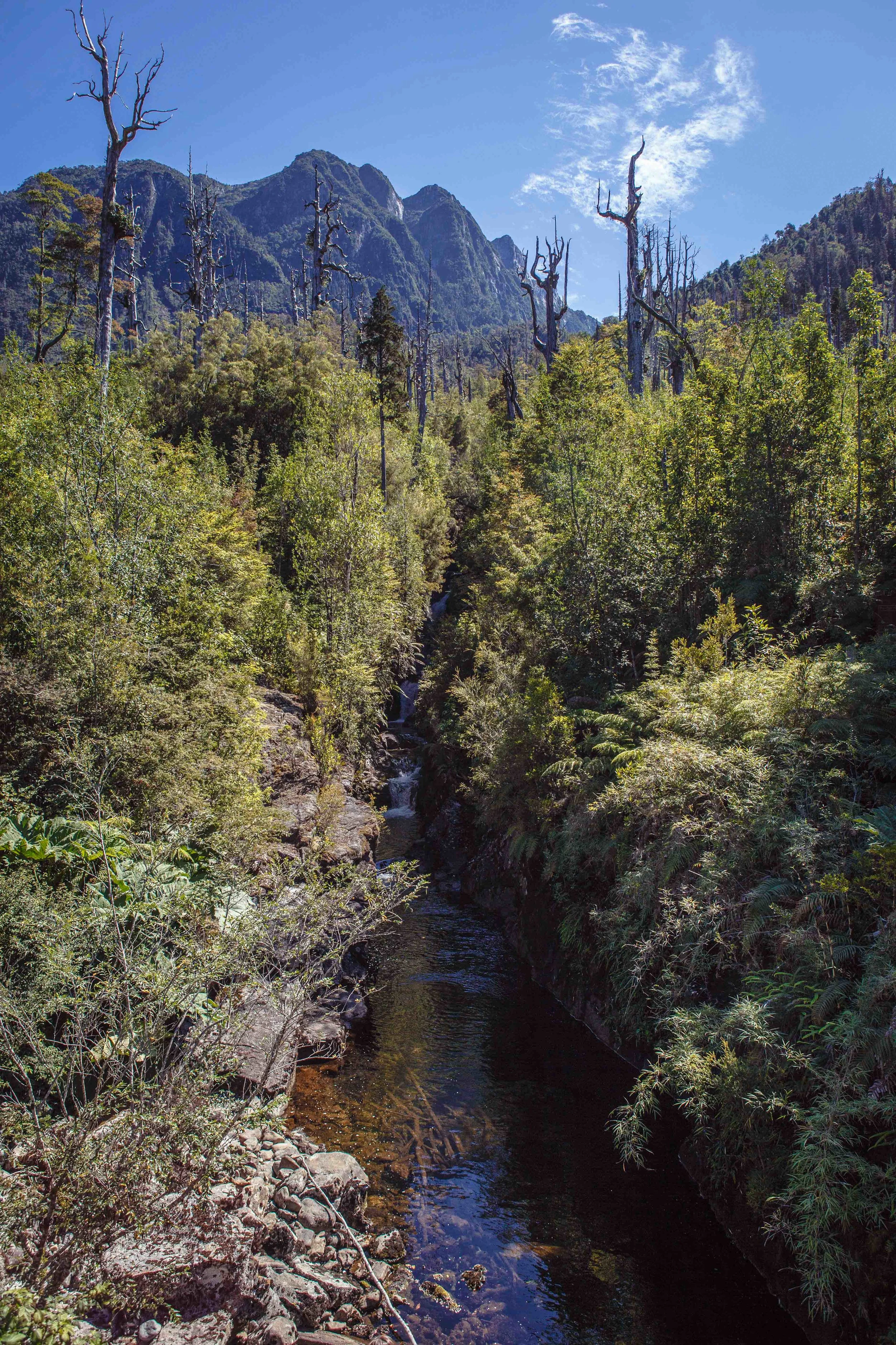 this is chile a tamaño--2.jpg