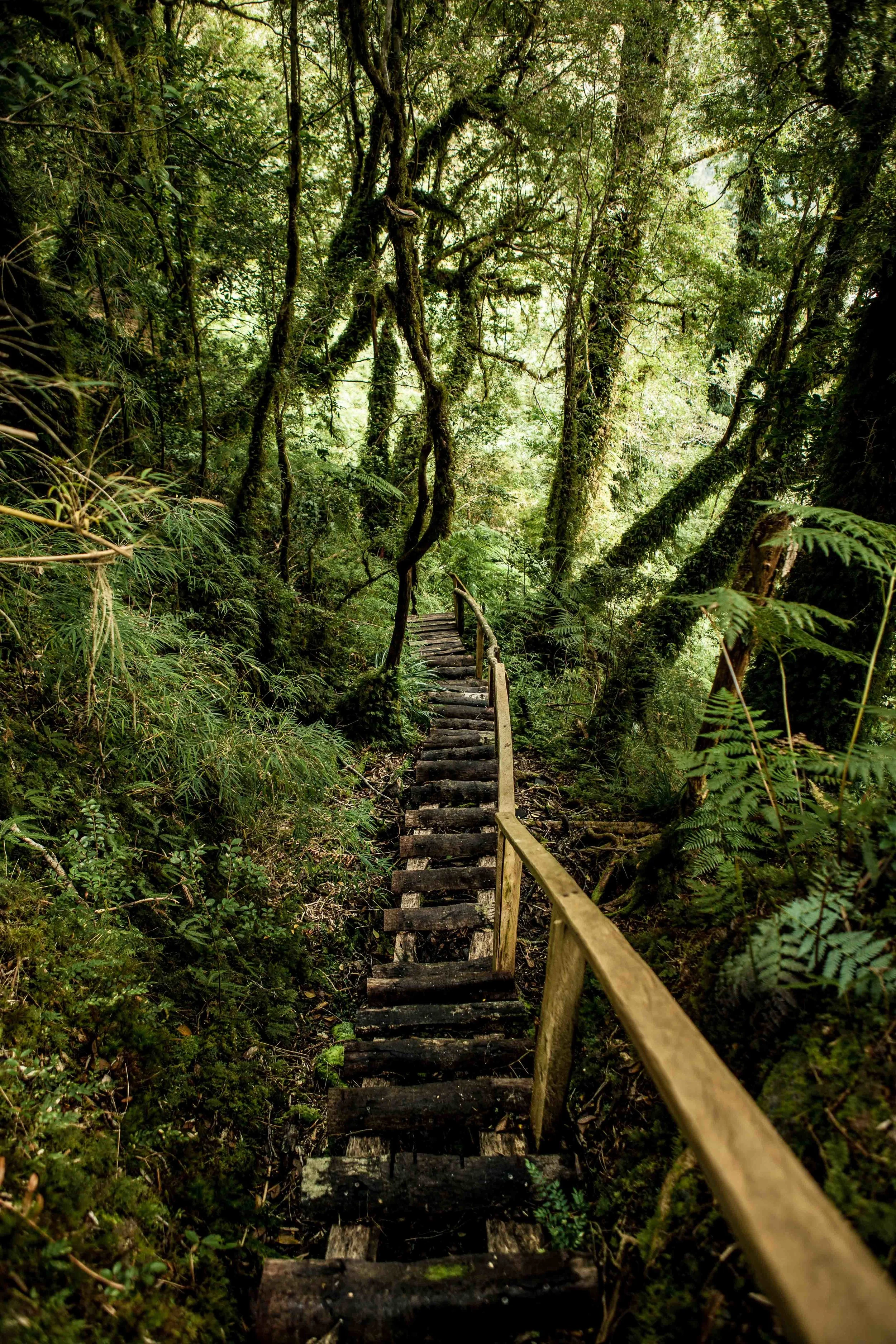 this is chile a tamaño--6.jpg