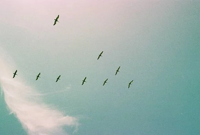 HALLAZGO An&aacute;logo en mi caj&oacute;n. 
Monta&ntilde;ita, Ecuador.
. .
.
.
.
.
#analogo #analog #fotografia #fotografiaanaloga
