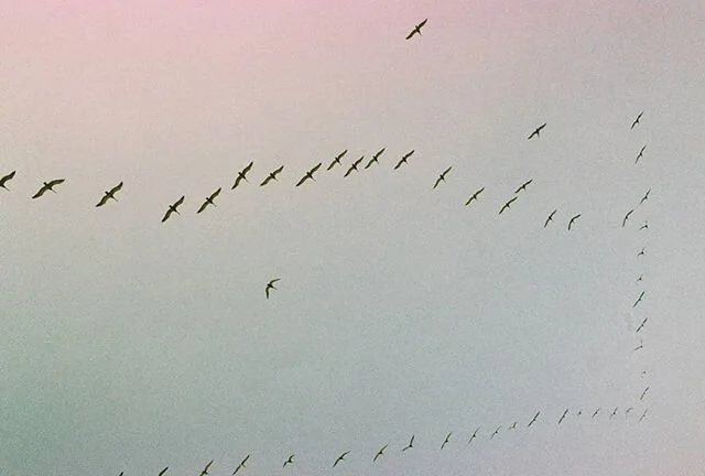 Les cuento una historia?
Abr&iacute; una caja de recuerdos, encontr&eacute; una bolsa de rollos an&aacute;logos sin utilizar, y hab&iacute;a uno sin revelar...
Sin esperanzas pero con curiosidad lo envi&eacute; a revisar, y para mi gran  sorpresa apa