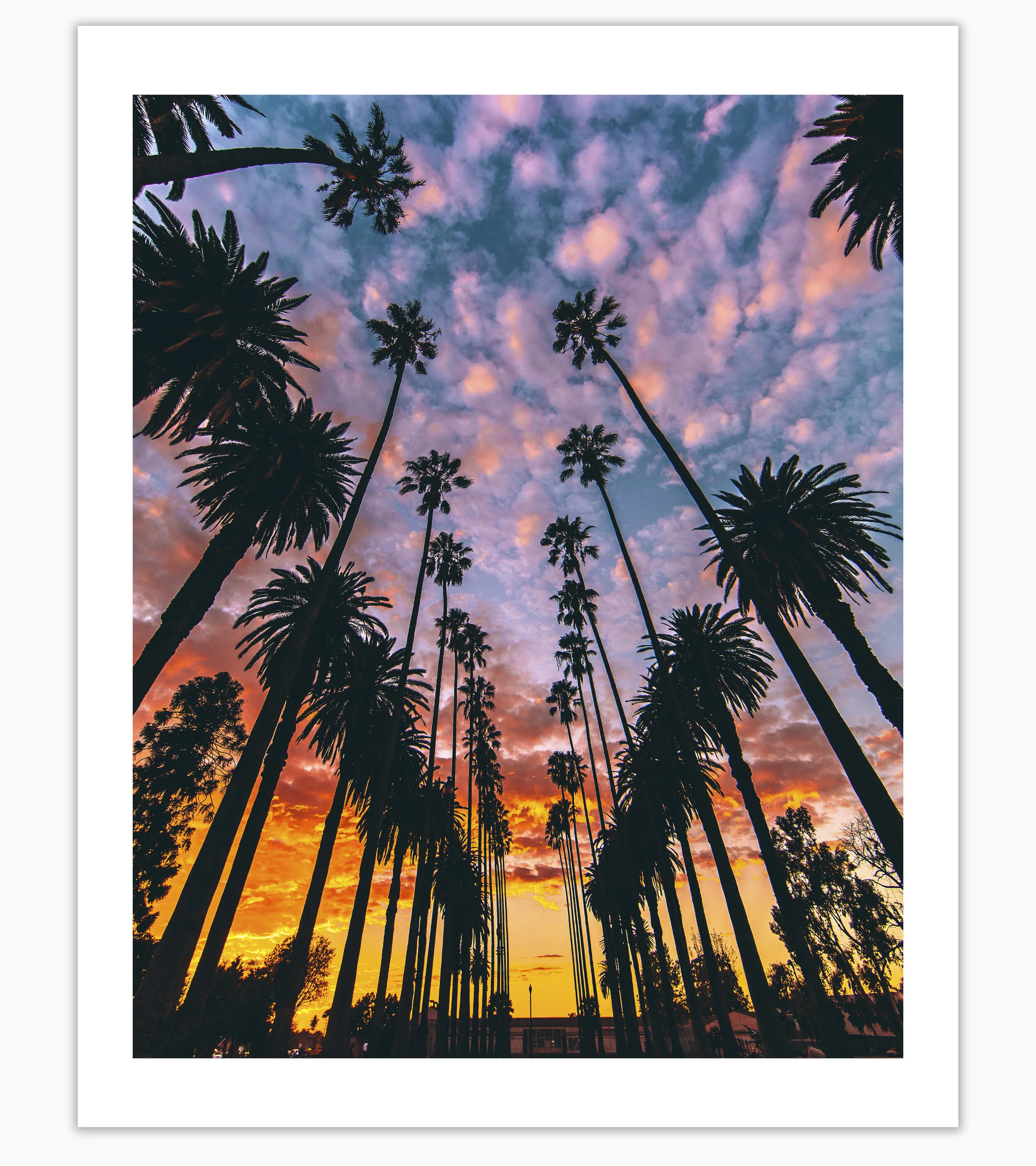 PAOLO_FORTADES__STORE_TEMPLATE_PRINTS_THE_PALMS_RECROP.jpg