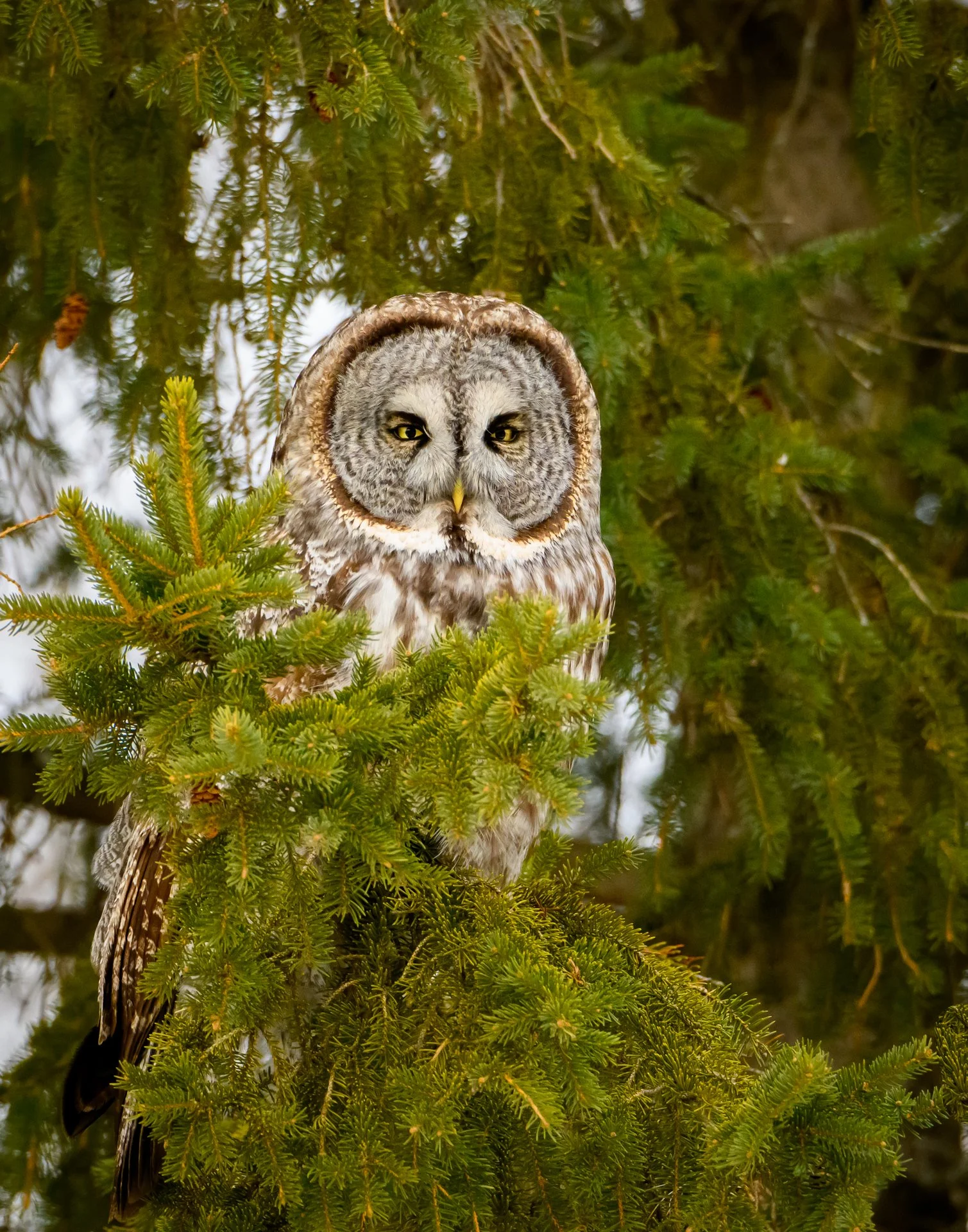 Great Grey Owl #1.jpg
