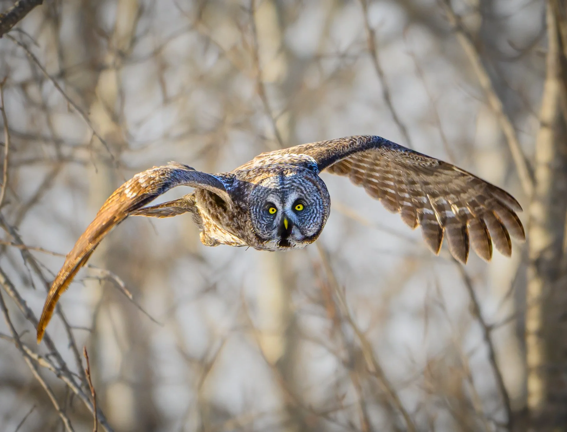 Coming Right at You! (Great Grey Owl).jpg
