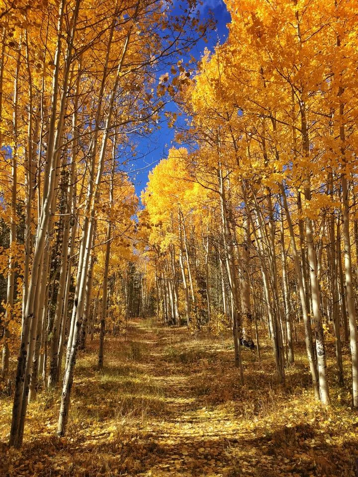 Fall colors at Kenosha Pass, Colorado