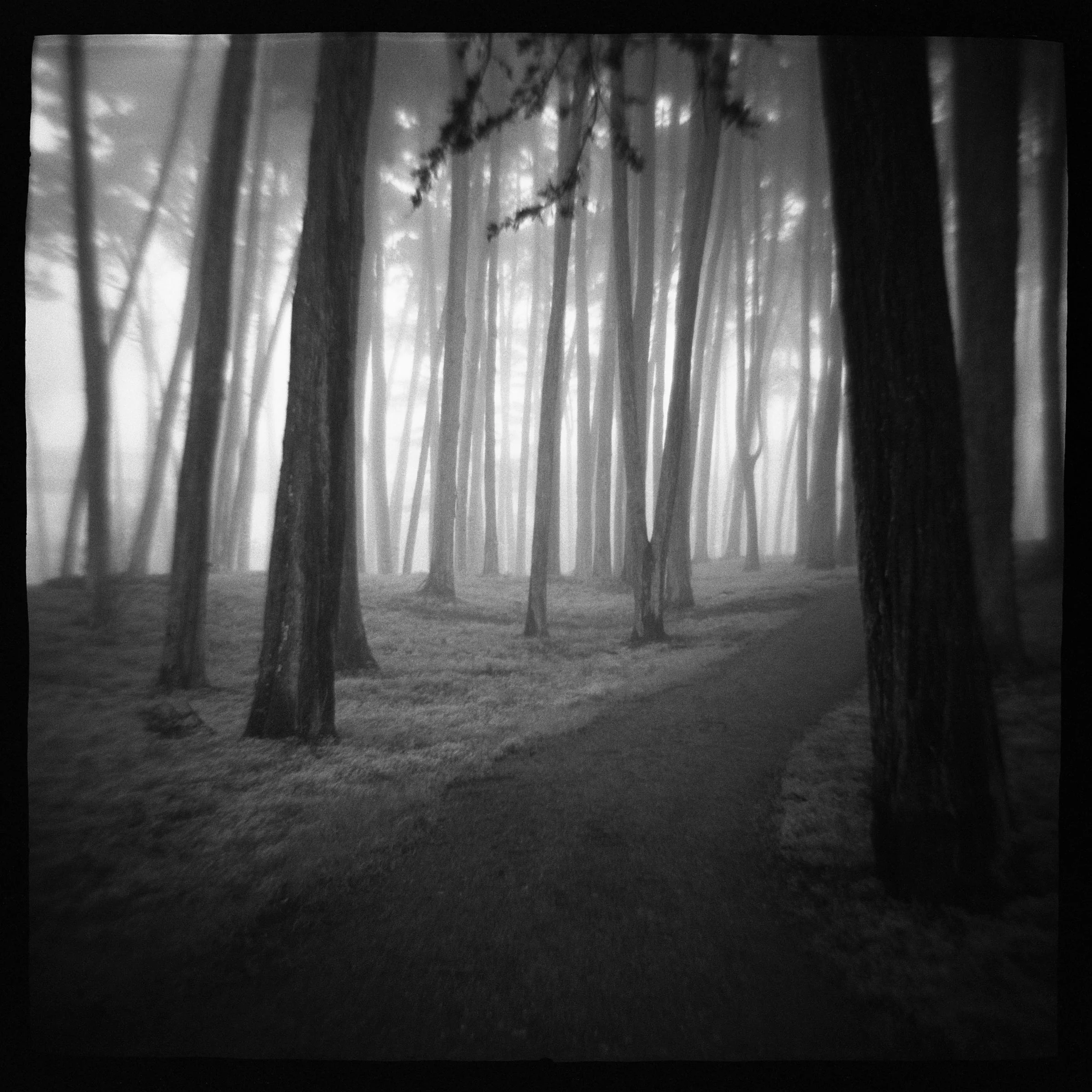 FOGGY PATHWAY.jpg
