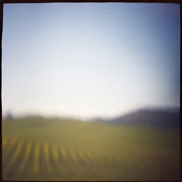 Vineyard