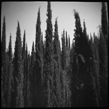 Cypress Forest