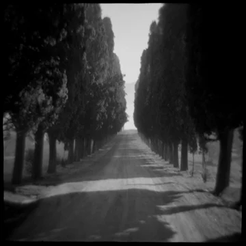 Cypress Alle