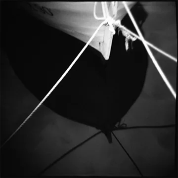 Narcissus