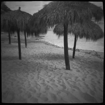 Palm Umbrellas
