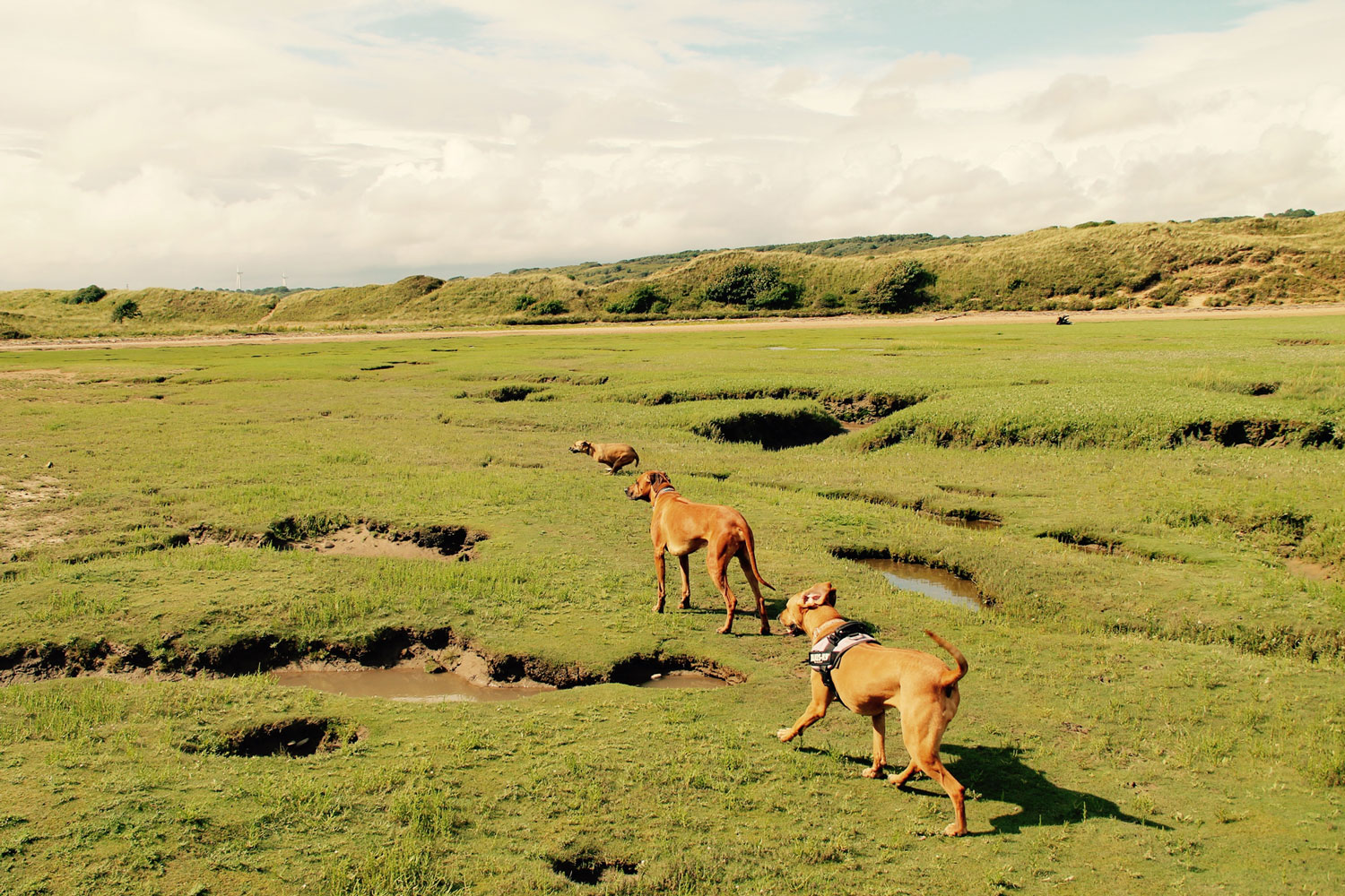 The dogs enjoying the marshes
