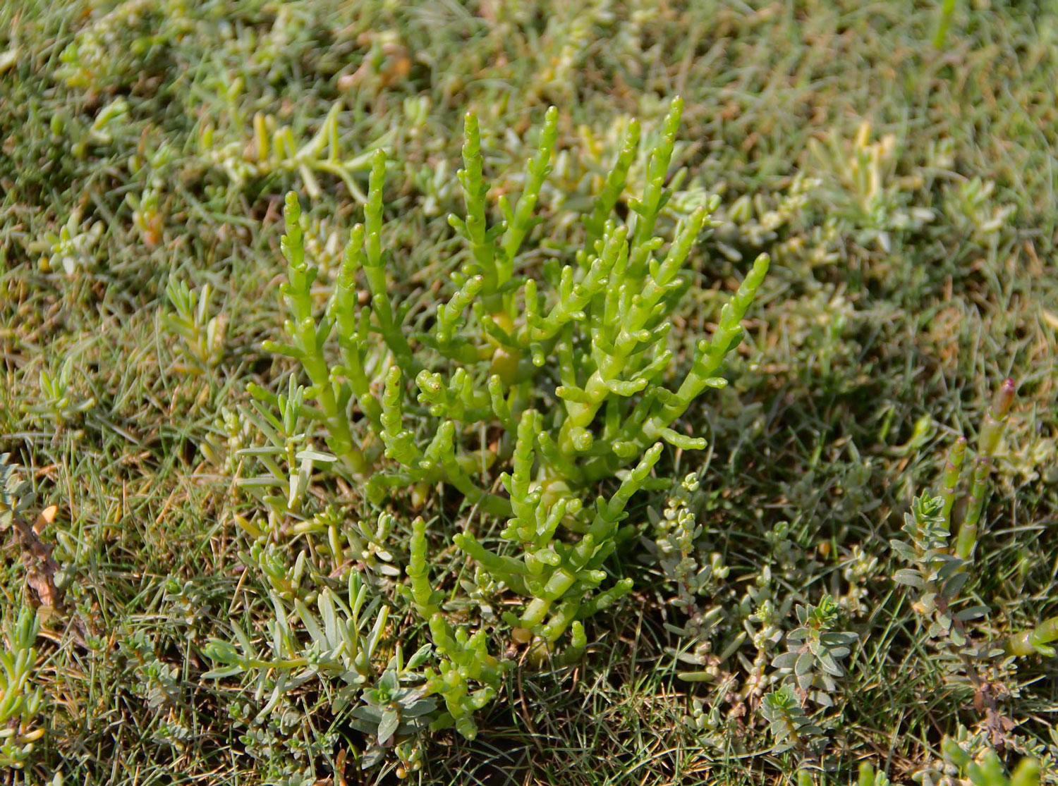 Samphire