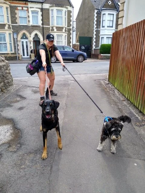 3D Technique for Reactive Dogs