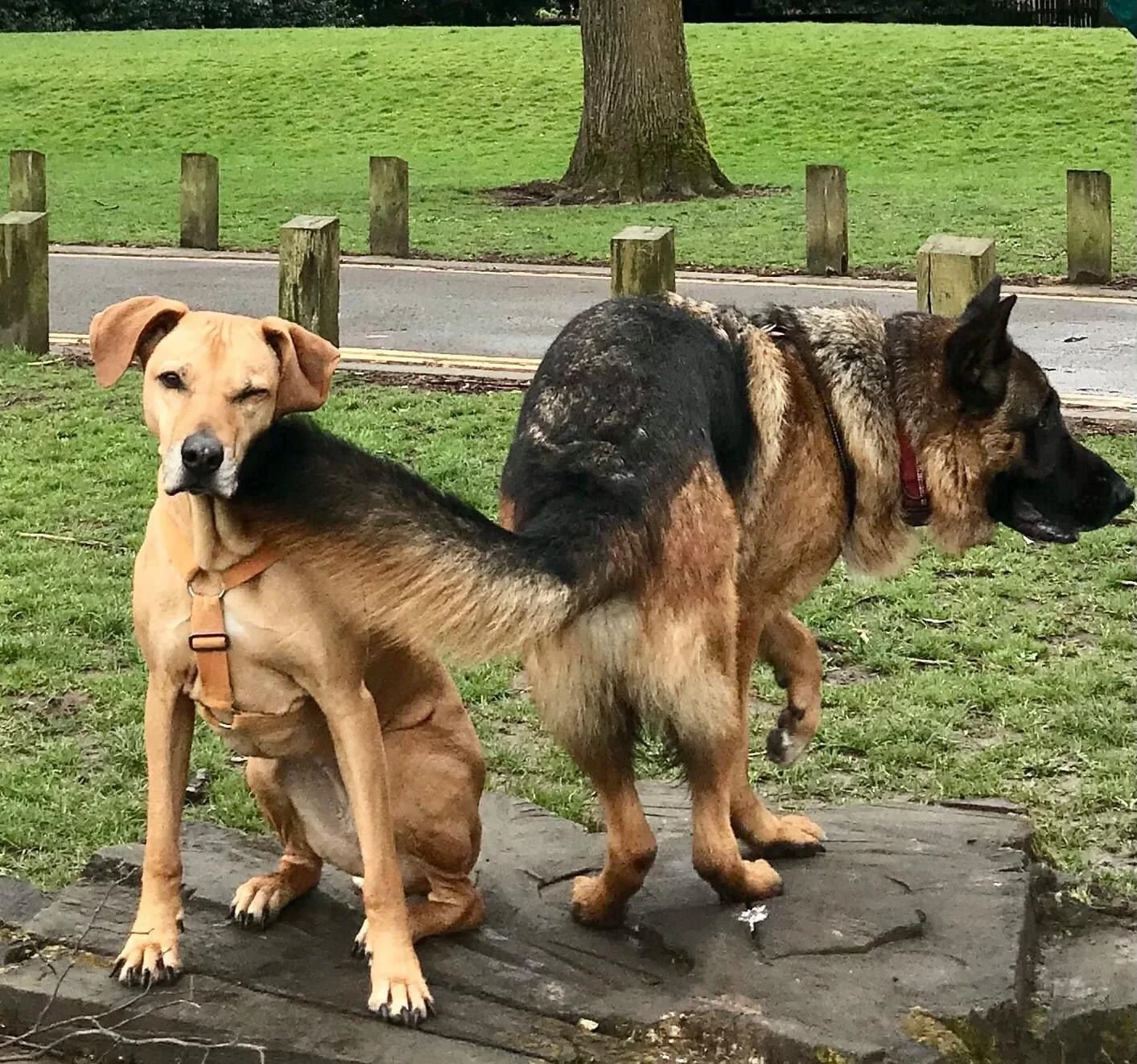 Merry Christmas 2021 From Ridgebag